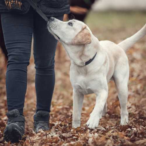 Labrador en train de marcher en laisse avec son promeneur canin dans les laurentides