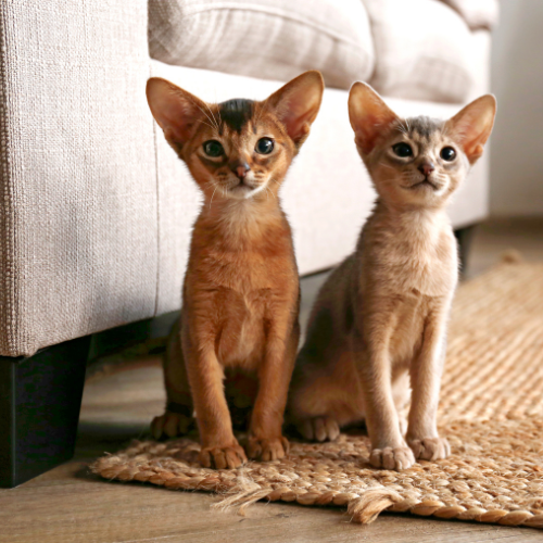 Deux petits abyssins chatons assis dans un salon et qui regarde la caméra