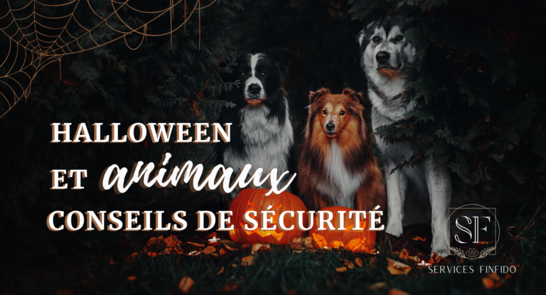 Halloween et animaux ; Conseils de sécurité.